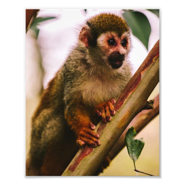 Squirrel Monkey Portrait Photo Print (Front)