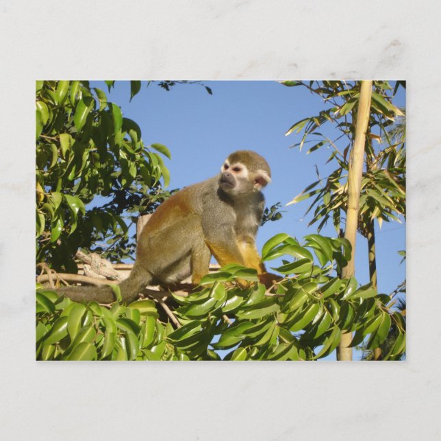squirrel monkey postcard (Front)