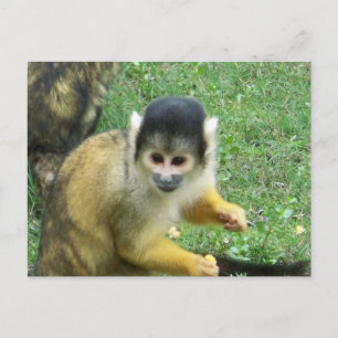 Squirrel Monkey Postcard