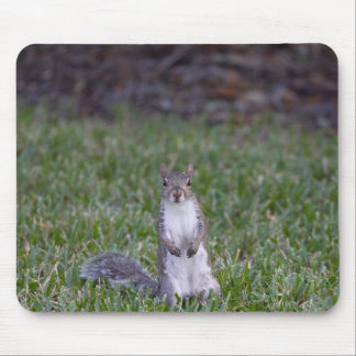 Squirrel mouse mat