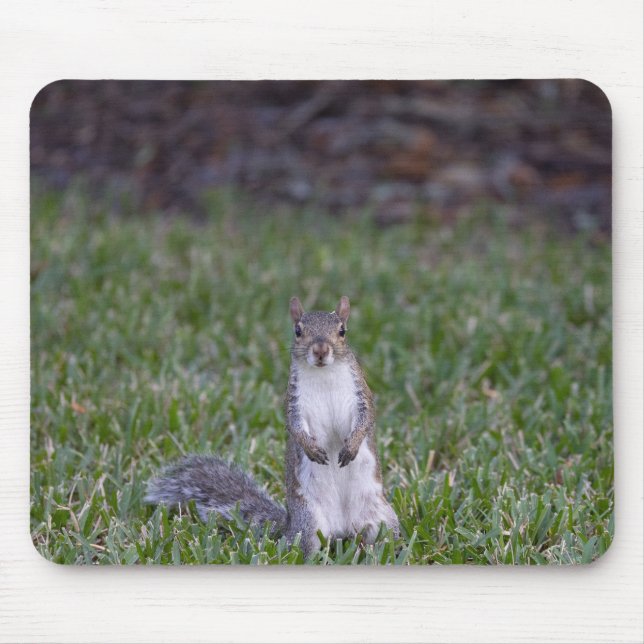 Squirrel  mouse mat (Front)