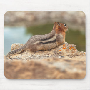 Squirrel Mouse Mat