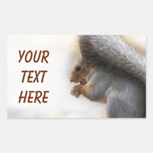 Squirrel on a bench and some nuts rectangular sticker
