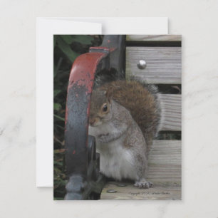 Squirrel on a Park Bench Customisable Card
