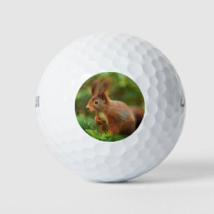 Squirrel on a tree golf balls
