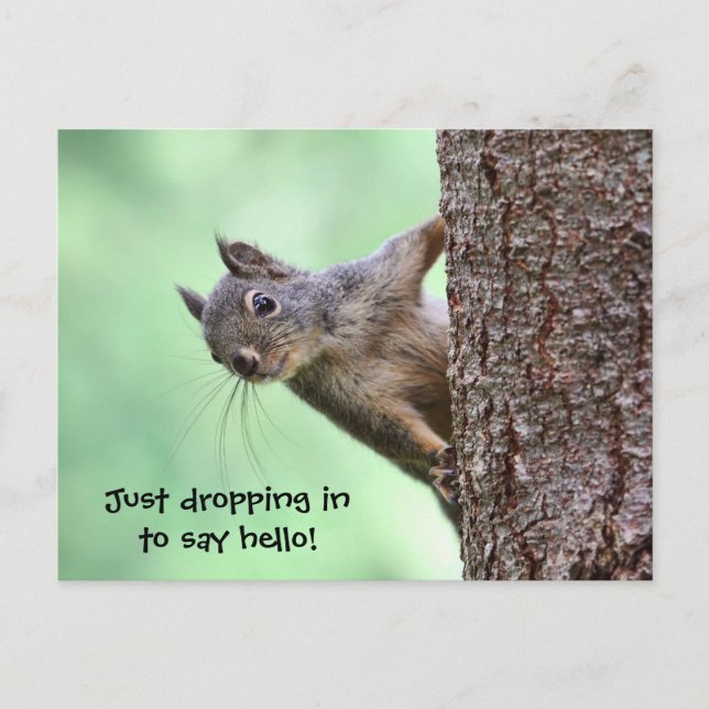 Squirrel On a Tree Postcard (Front)
