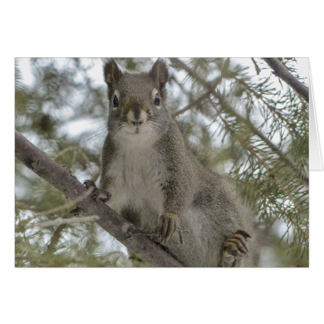 Squirrel On Branch (Front Horizontal)