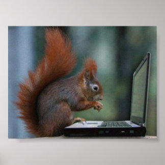 Squirrel on Laptop Poster