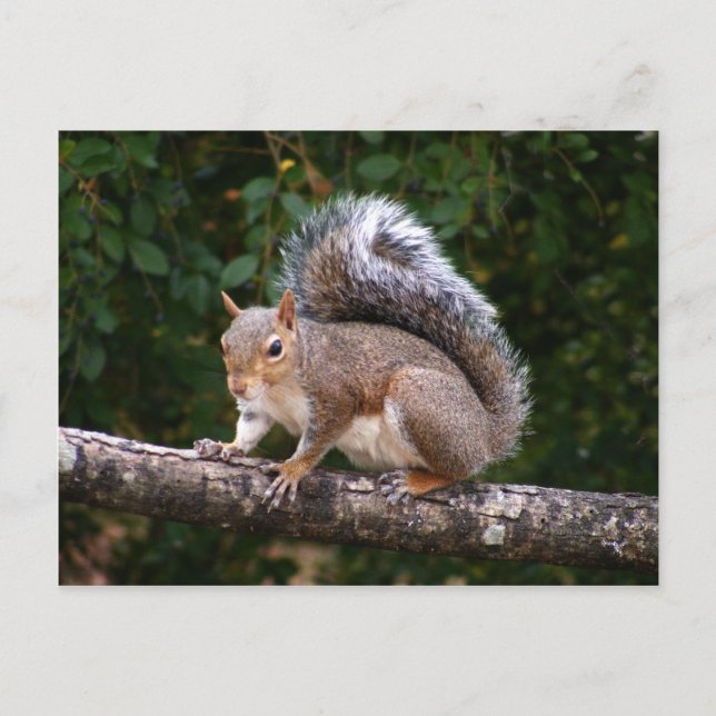 Squirrel On Limb Postcard (Front)