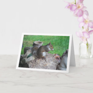 Squirrel on Rockery Card