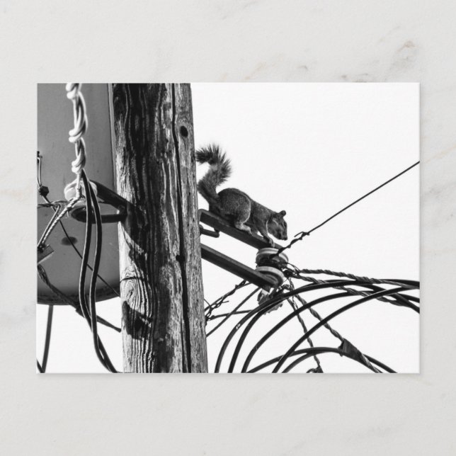 Squirrel on Telephone Pole Black & White Photo Postcard (Front)