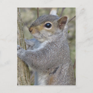 Squirrel On Tree Postcard
