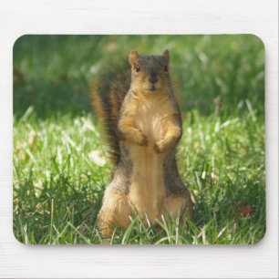 Squirrel Out In The Grass Photo Mouse Pad