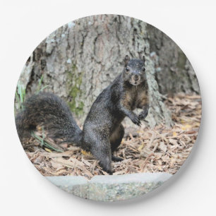 Squirrel paper plate