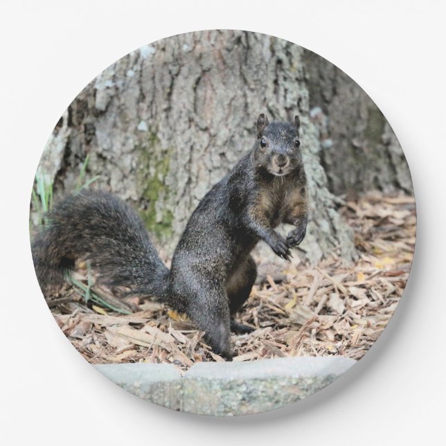 Squirrel    paper plate (Front)