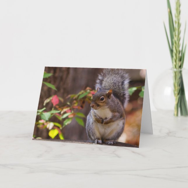 Squirrel Patiently Begs Card (Front)