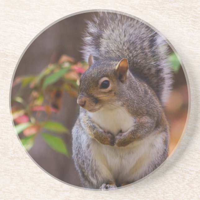 Squirrel Patiently Begs Coaster (Front)