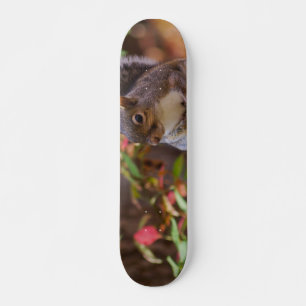 Squirrel Patiently Begs Skateboard