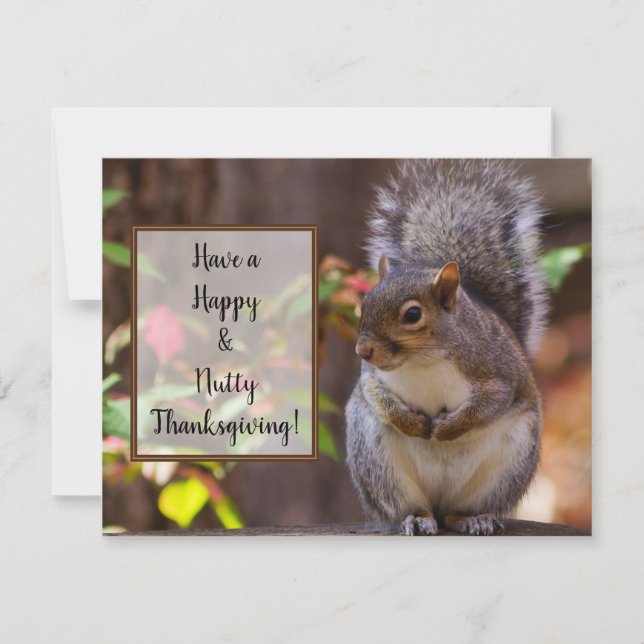 Squirrel Patiently Begs Thanksgiving Holiday Card (Front)