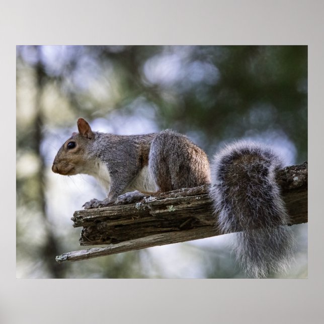 Squirrel Perched on a Tree Branch Poster (Front)