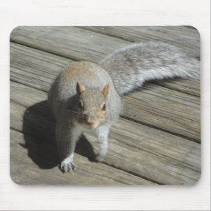 Squirrel Photograph Mouse Mat