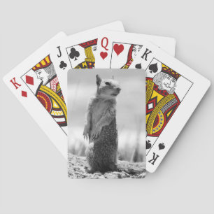 Squirrel playing cards