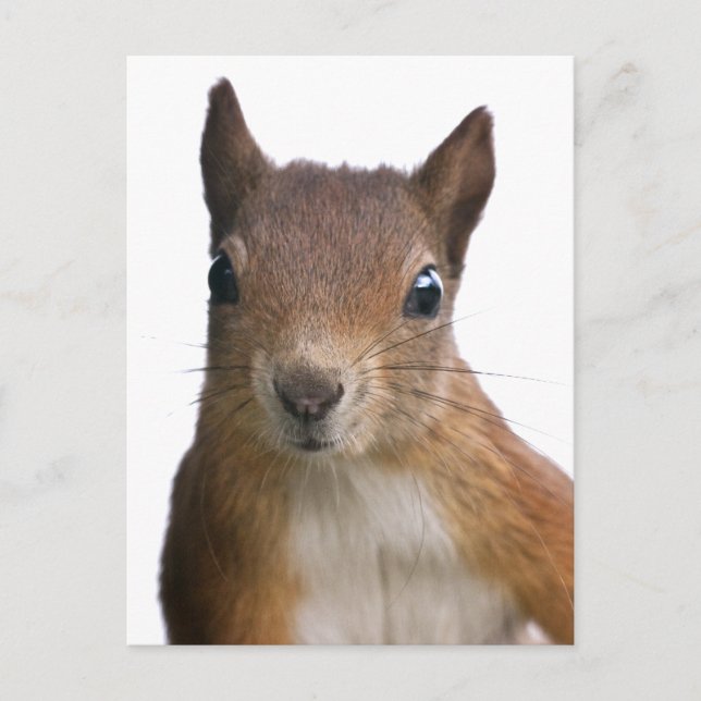Squirrel Portrait Postcard (Front)