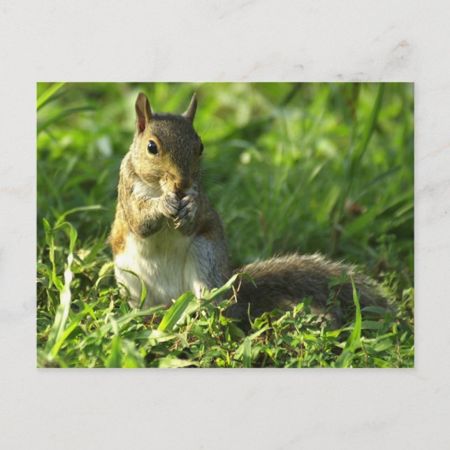 Squirrel portrait postcard (Front)