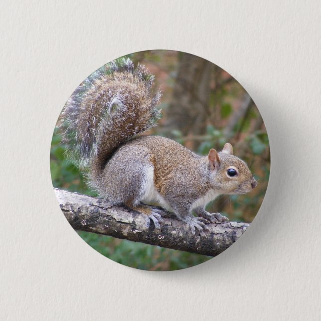 Squirrel Posing 6 Cm Round Badge (Front)