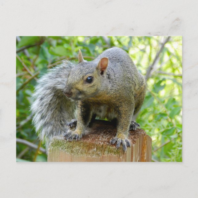 Squirrel Post Card (Front)