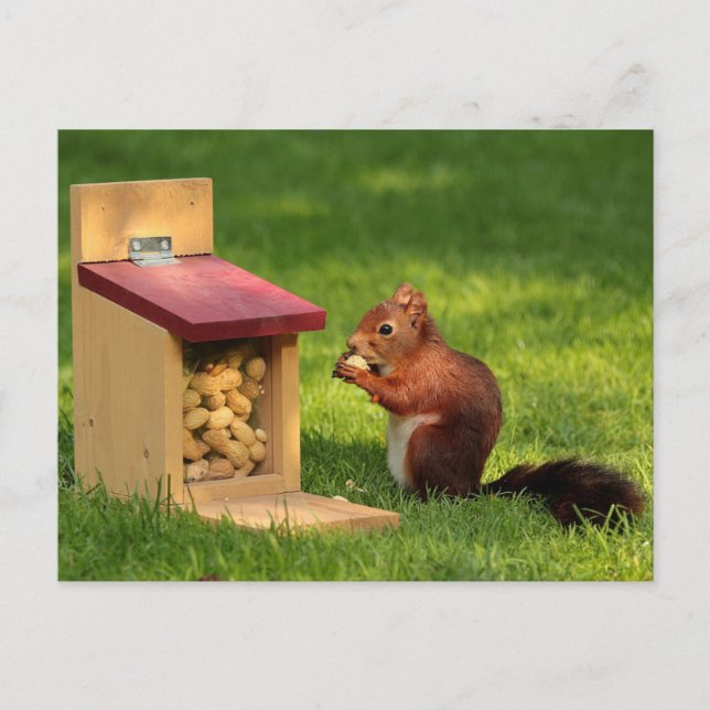 Squirrel Postcard (Front)