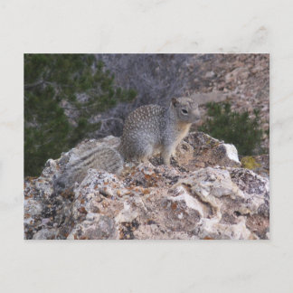 Squirrel Postcard