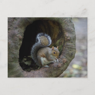 Squirrel Postcard