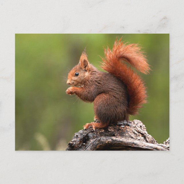 Squirrel Postcard (Front)