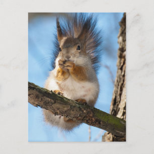 Squirrel Postcard