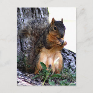 Squirrel Postcard