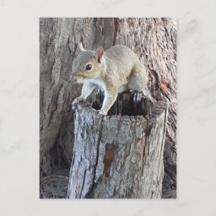 squirrel postcard
