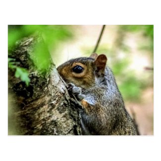 Squirrel Postcard