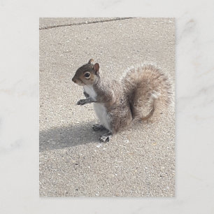Squirrel Postcard