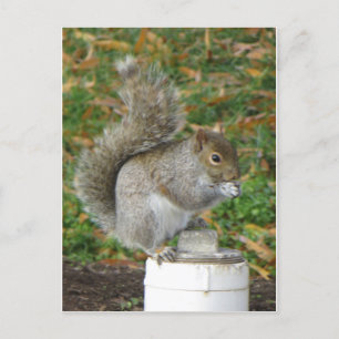 Squirrel Postcard