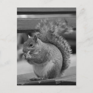 Squirrel Postcard