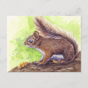 Squirrel Postcard