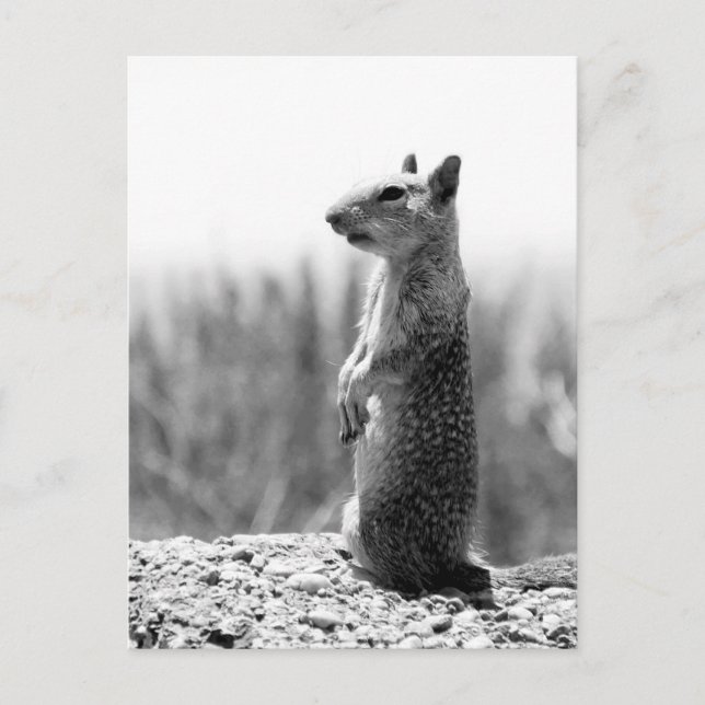 Squirrel Postcard (Front)