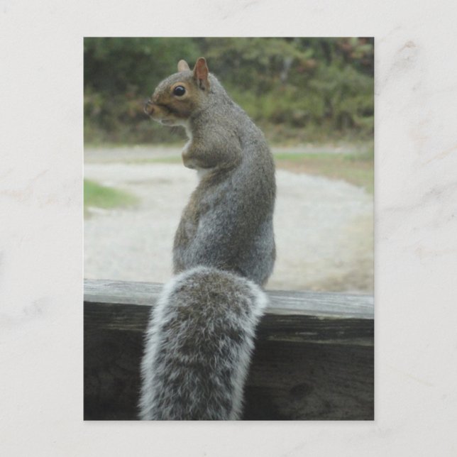 squirrel postcard (Front)