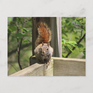 Squirrel postcard