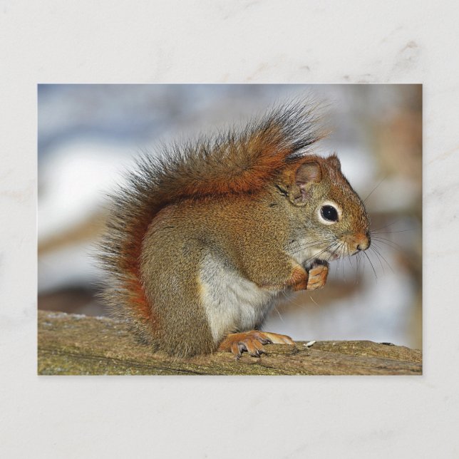 Squirrel Postcard (Front)