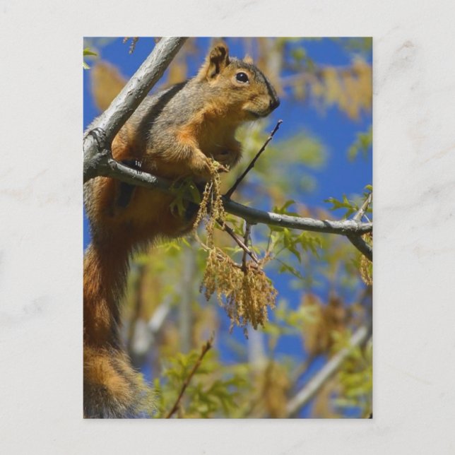 Squirrel Postcard (Front)