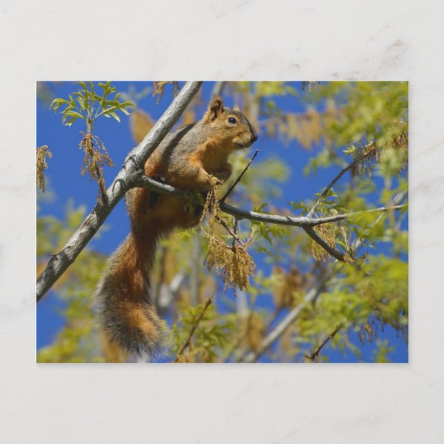 Squirrel Postcard (Front)