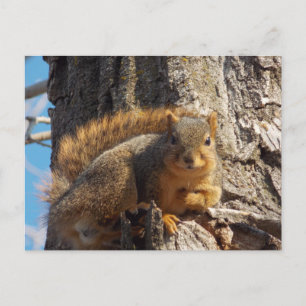 Squirrel postcard