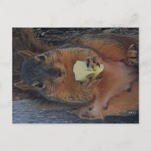Squirrel Postcard